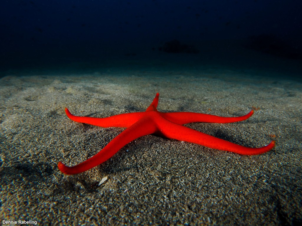 Canarian Sea Star