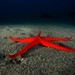Canarian Sea Star - Photo (c) Dennis Rabeling, some rights reserved (CC BY-NC-ND), uploaded by Dennis Rabeling