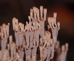Artomyces austropiperatus