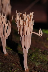 Artomyces austropiperatus