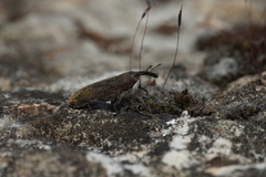 Lixus linearis