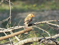 Cardinalis cardinalis
