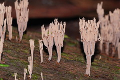 Artomyces austropiperatus