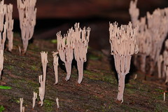 Artomyces austropiperatus