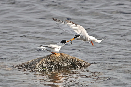 Charrancito común (Sternula albifrons)
