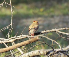 Cardinalis cardinalis