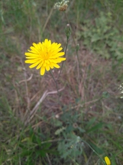 Cichorieae