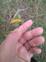 Cichorieae