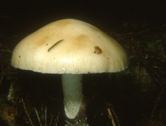 Stropharia subcaperata