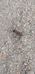 Cicindelina
