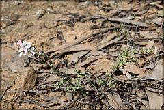 Philotheca verrucosa