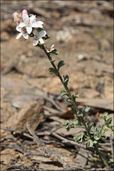 Philotheca verrucosa