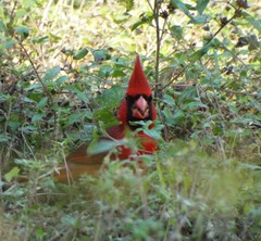 Cardinalis cardinalis