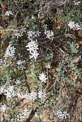 Philotheca verrucosa