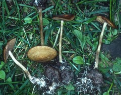 Agrocybe arvalis