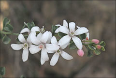 Philotheca verrucosa