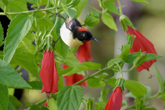 Myzomela jugularis