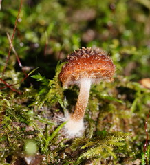 Psathyrella echinata