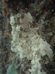 Lissoclinum perforatum