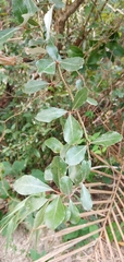 Elaeagnus oldhamii