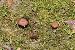 Psathyrella echinata