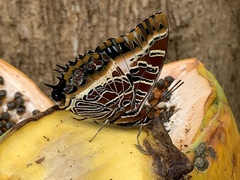 Charaxes pollux