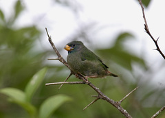 Erythrura pealii