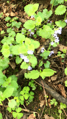 Glechoma hederacea