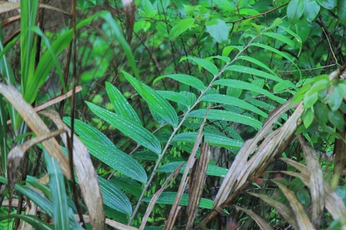 Polygonatum odoratum iNat (2)