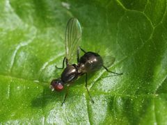 Nemopoda nitidula