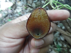 Aristolochia maxima