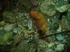 Cnemidocarpa bicornuta