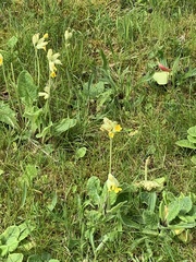 Primula veris
