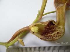 Aristolochia maxima