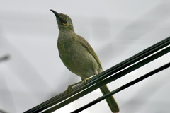 Foulehaio procerior