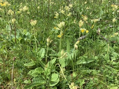 Primula veris
