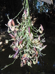 Aristolochia maxima