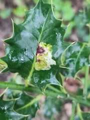 Phytomyza ilicis
