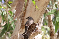 Cacomantis variolosus variolosus