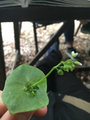 Claytonia perfoliata
