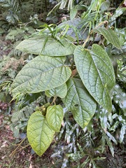 Parsonsia fulva