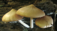 Psathyrella conissans