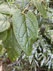 Parsonsia fulva