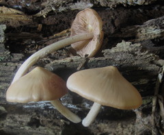 Psathyrella conissans