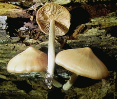 Psathyrella conissans
