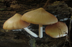 Psathyrella conissans