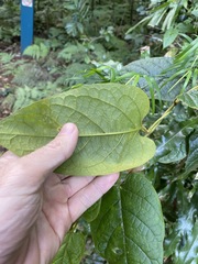 Parsonsia fulva