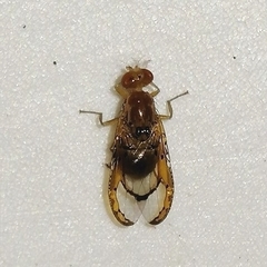 Xanthacrona tuberosa