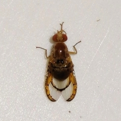 Xanthacrona tuberosa