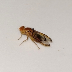 Xanthacrona tuberosa